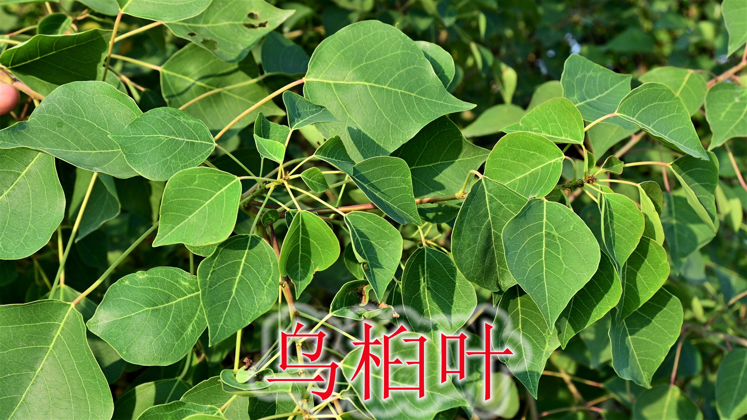 农村常见乌桕树是个宝,叶子被虫咬又能杀虫,很多人不知道用途