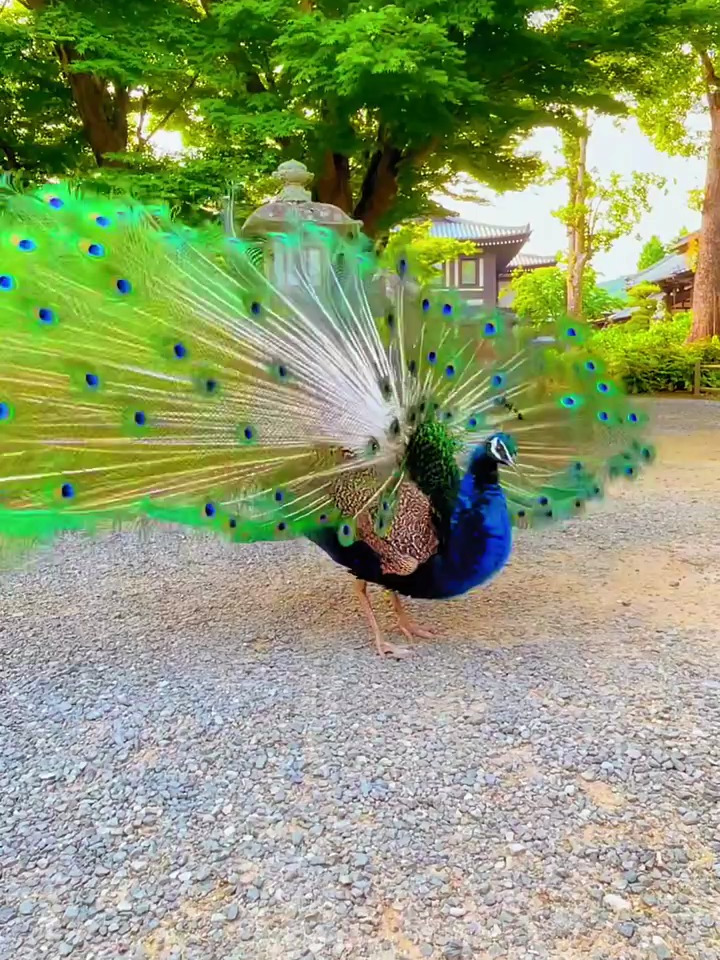 孔雀开屏 好运气到来