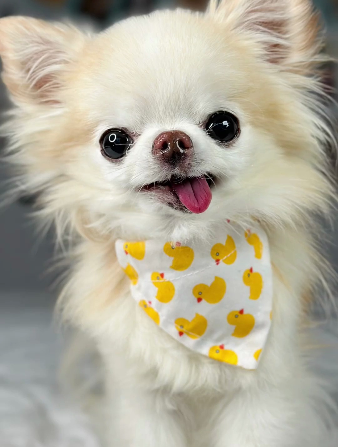 谁说吉娃娃一直很愤怒