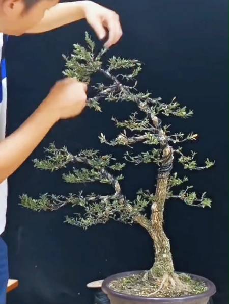 雀舌黄杨,看我如何修剪取舍,硬枝拿弯一气呵成!-度小视