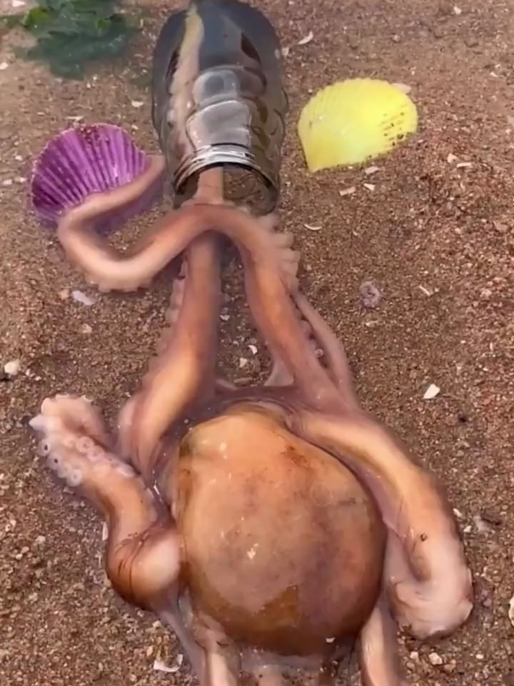 赶海发现钻洞八爪鱼,小蟹子皮皮虾和蜘蛛蟹-度小视