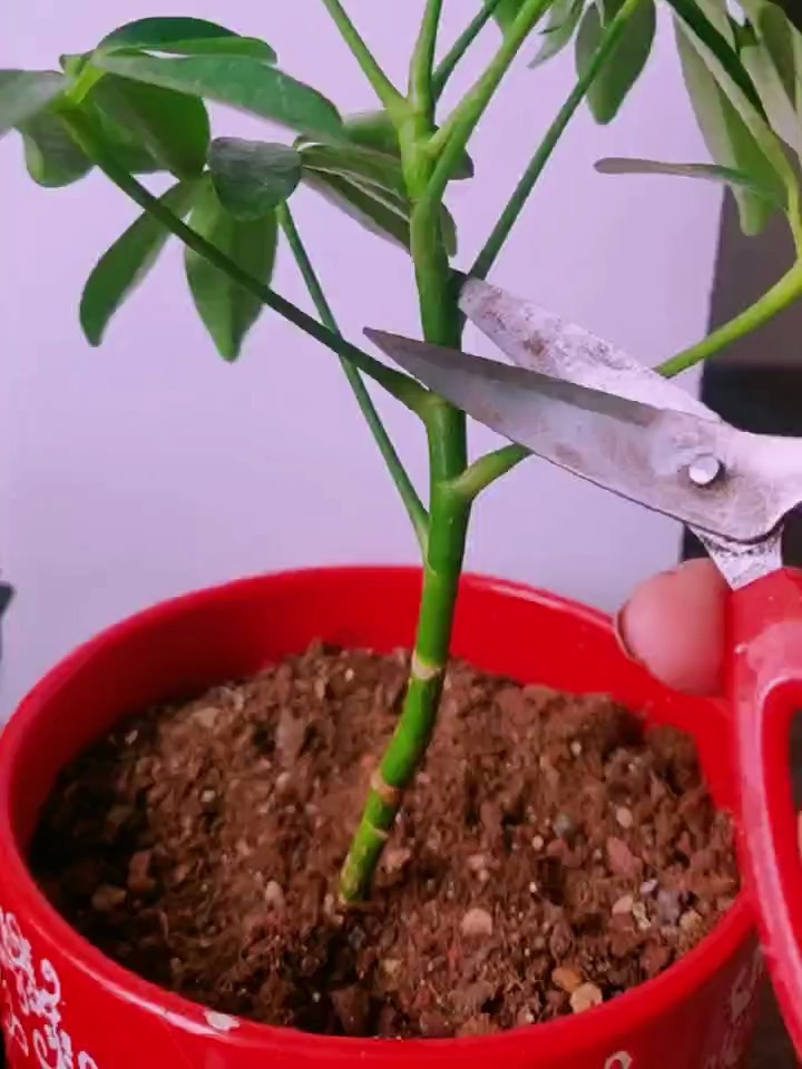 鸭掌木勤修剪才能长势更旺盛