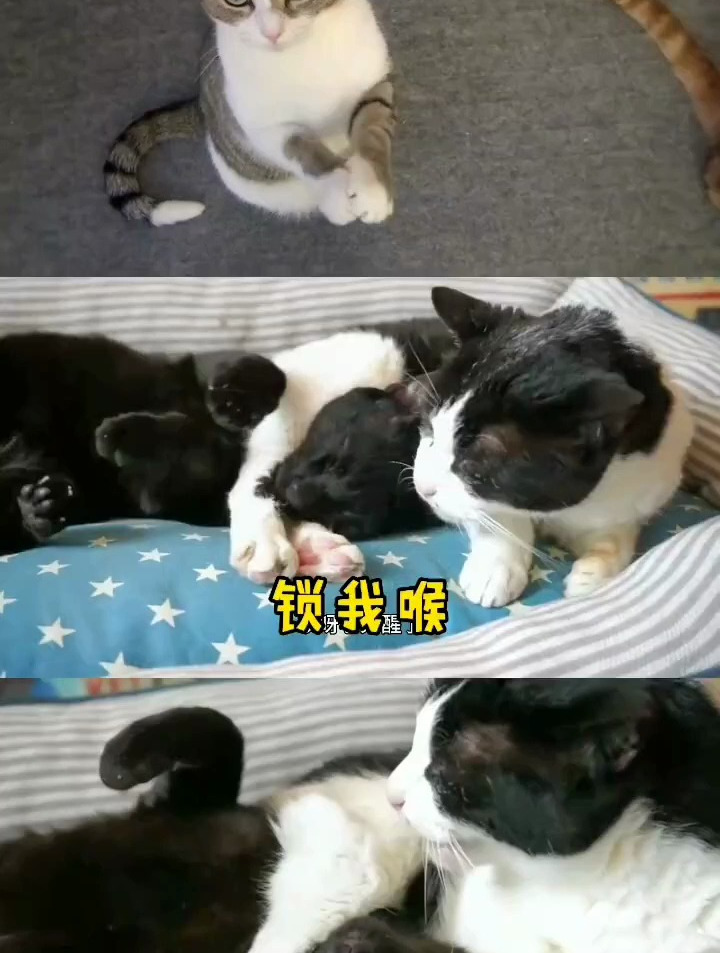 猫和老鼠搞笑配音:汤姆当爸爸,小黄鸭让杰瑞榆木脑袋开花