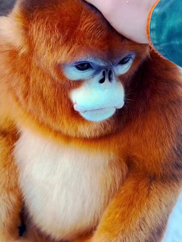 大宝:好像听到了有罐头,国宝金丝猴小馋猫