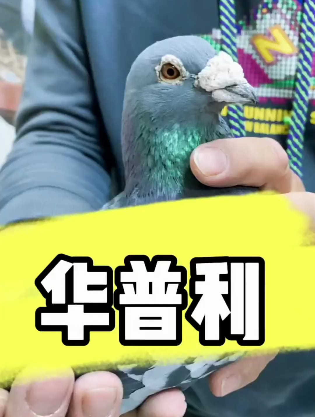 赛鸽信鸽,给大家介绍一只老华普利