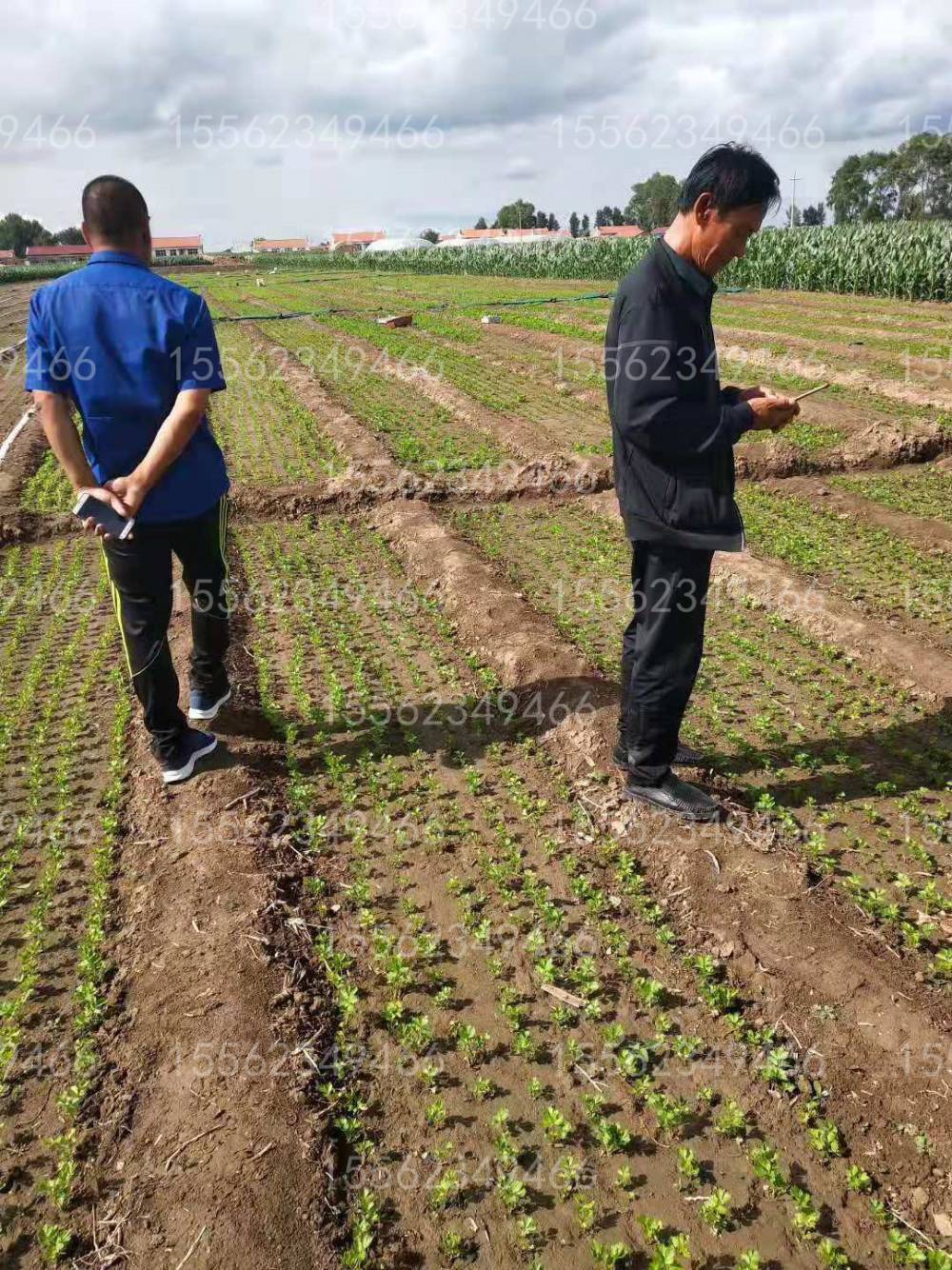 芹菜免间苗精播机 汽油双排芹菜播种机 密植芹菜鸡毛菜种植机