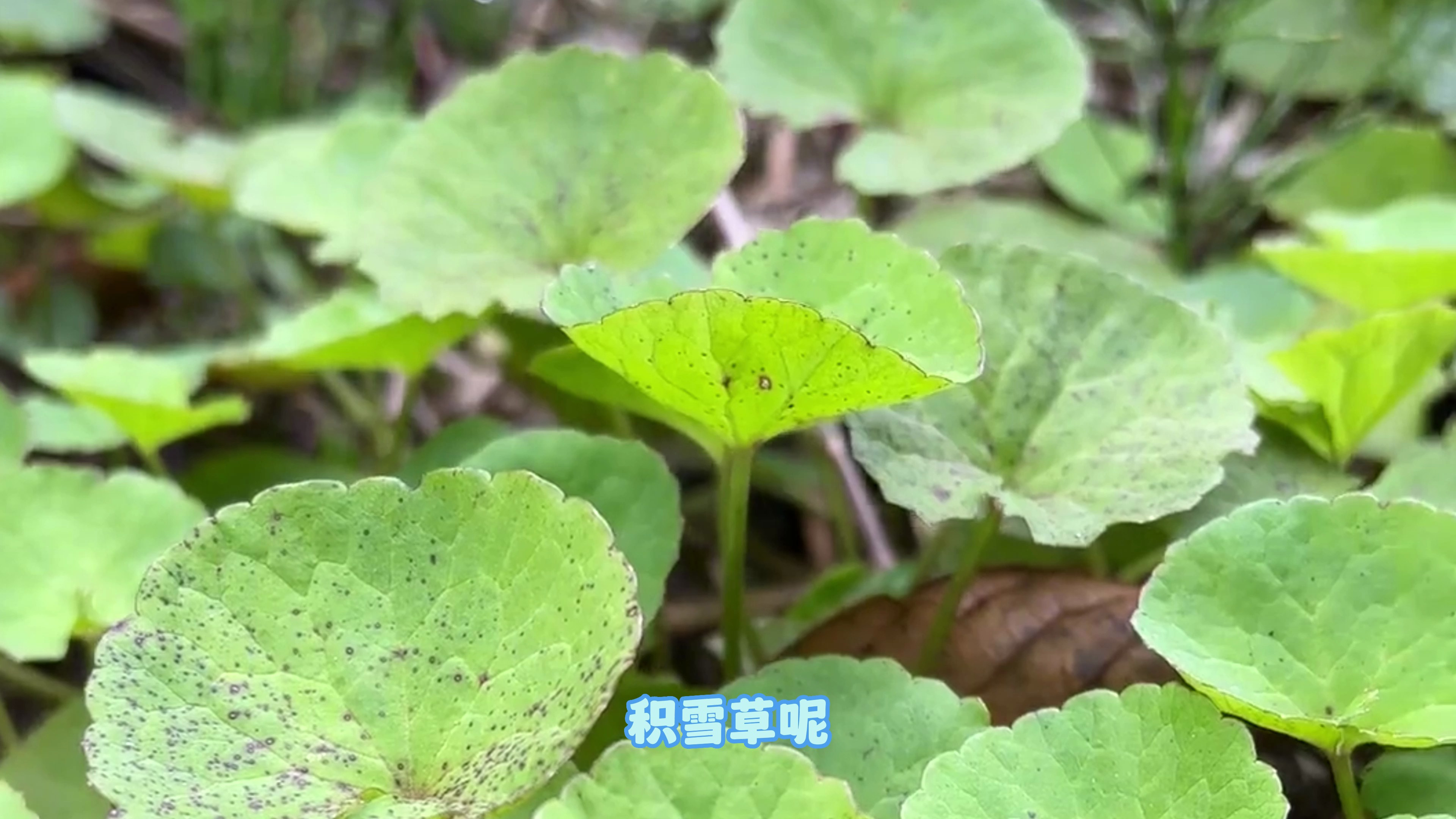 野菜界的护肤神器“积雪草”,你们那里把它叫什么名字