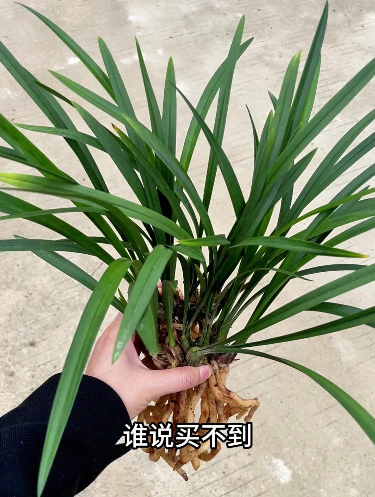 逸红双娇,建兰中的精品兰花,有"小国魂"之称,形色好,易养活