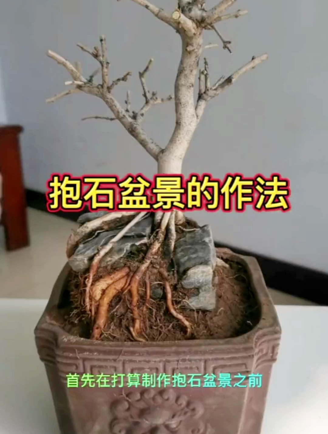 今天给大家分享一个抱石盆景的制作,都来学一下吧