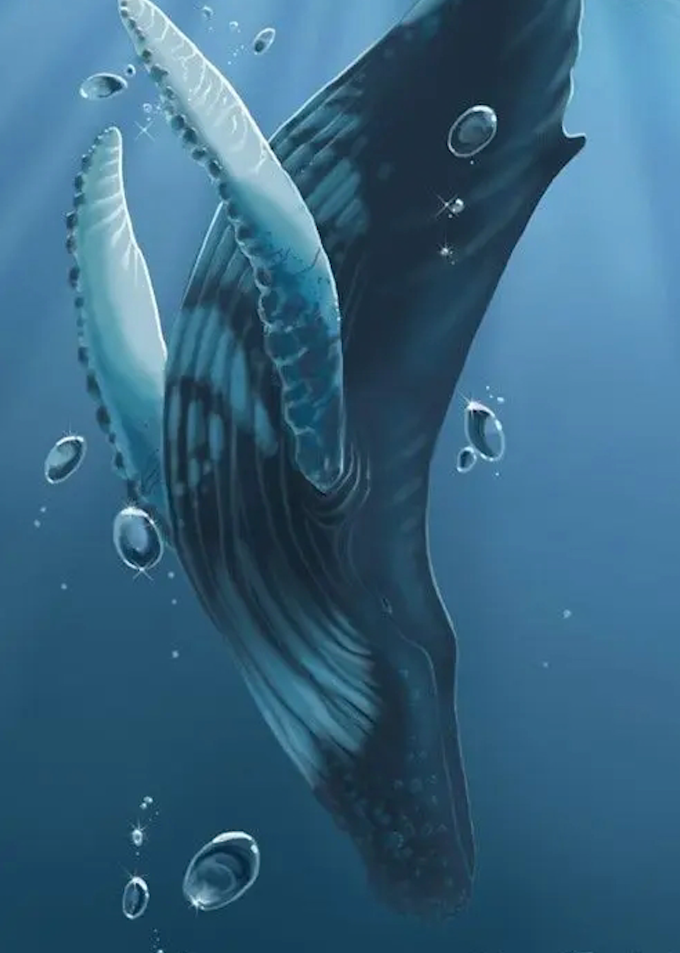 大连一女子海边看见死亡鲸鱼肚皮撑开鼓出红肉