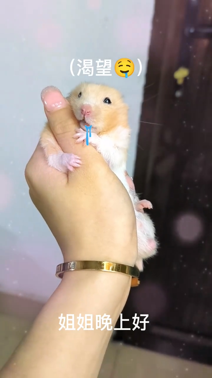 嘿嘿姐姐贴贴出镜白腰金丝熊弟弟