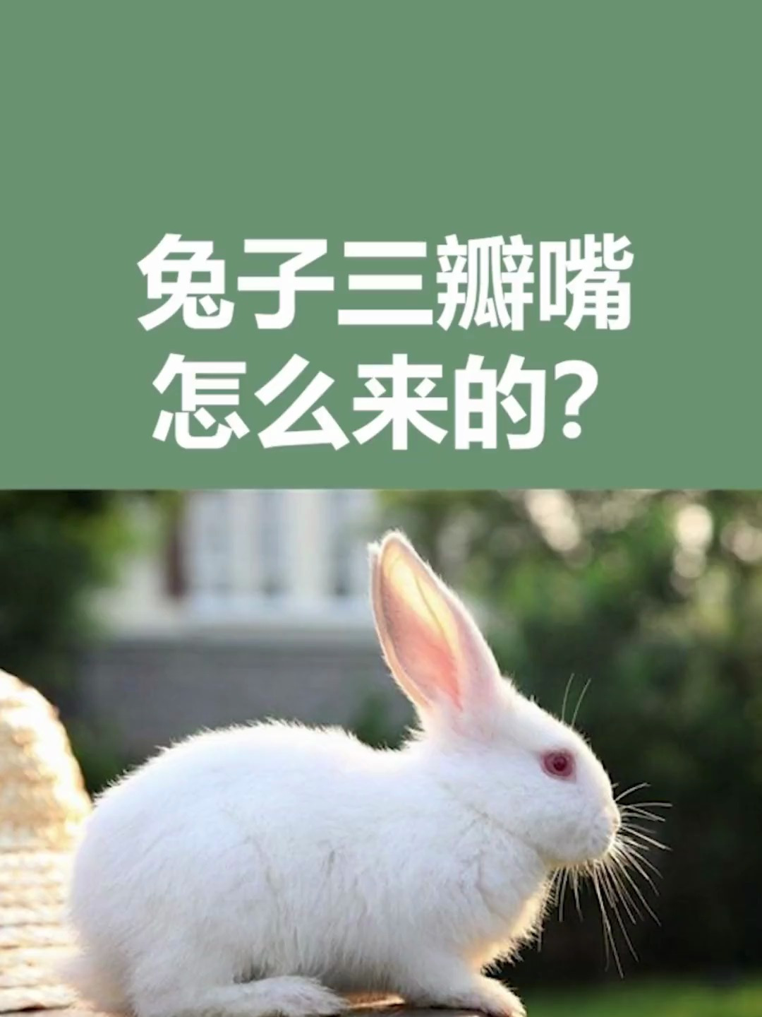 兔子为什么三瓣嘴?兔子 动物 科普 涨知识-度小视