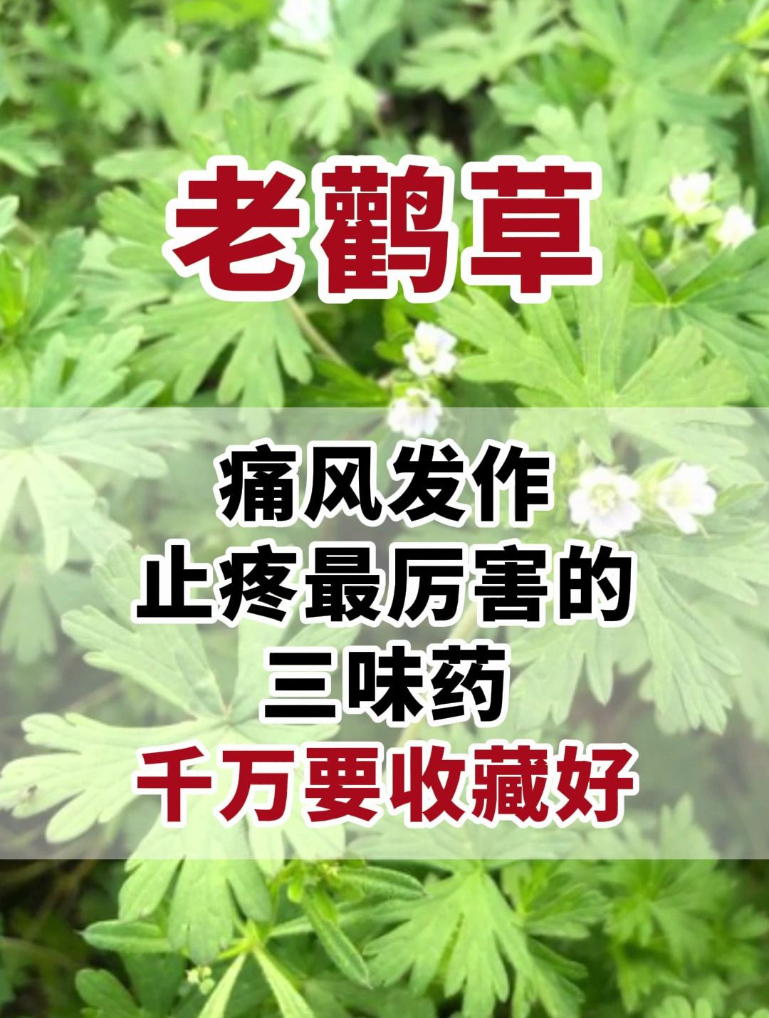 痛风发作,止疼三味药
