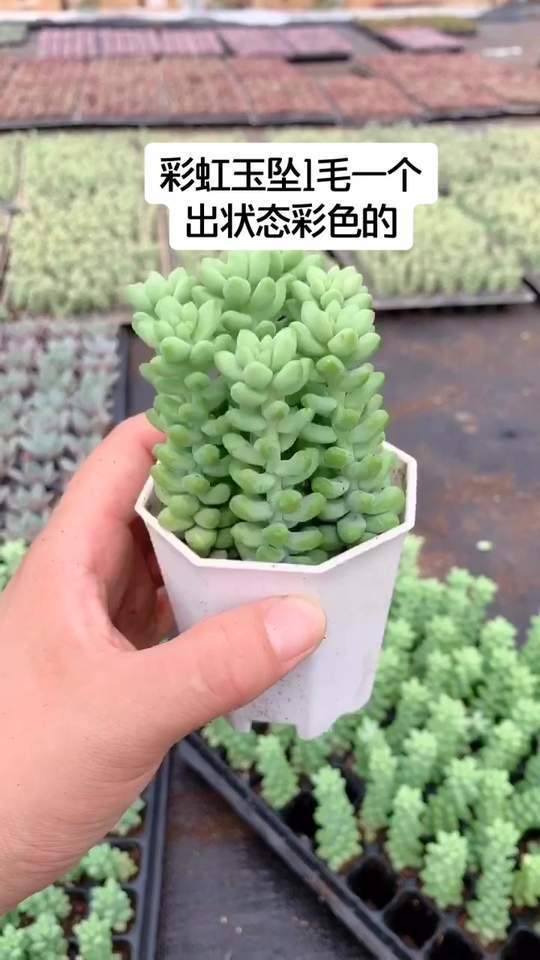 彩虹玉坠,非常受欢迎的一个多肉宝贝,容易叶插容易砍头