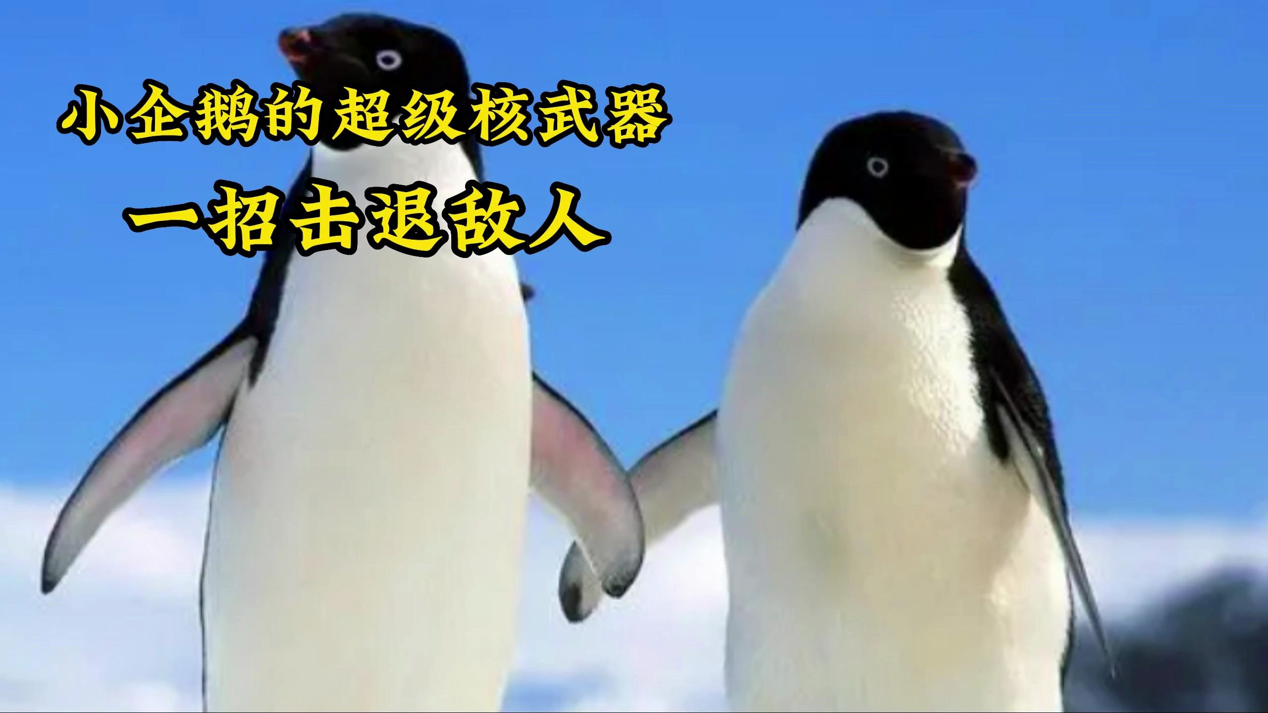 小企鹅的超级核武器,一招击退敌人