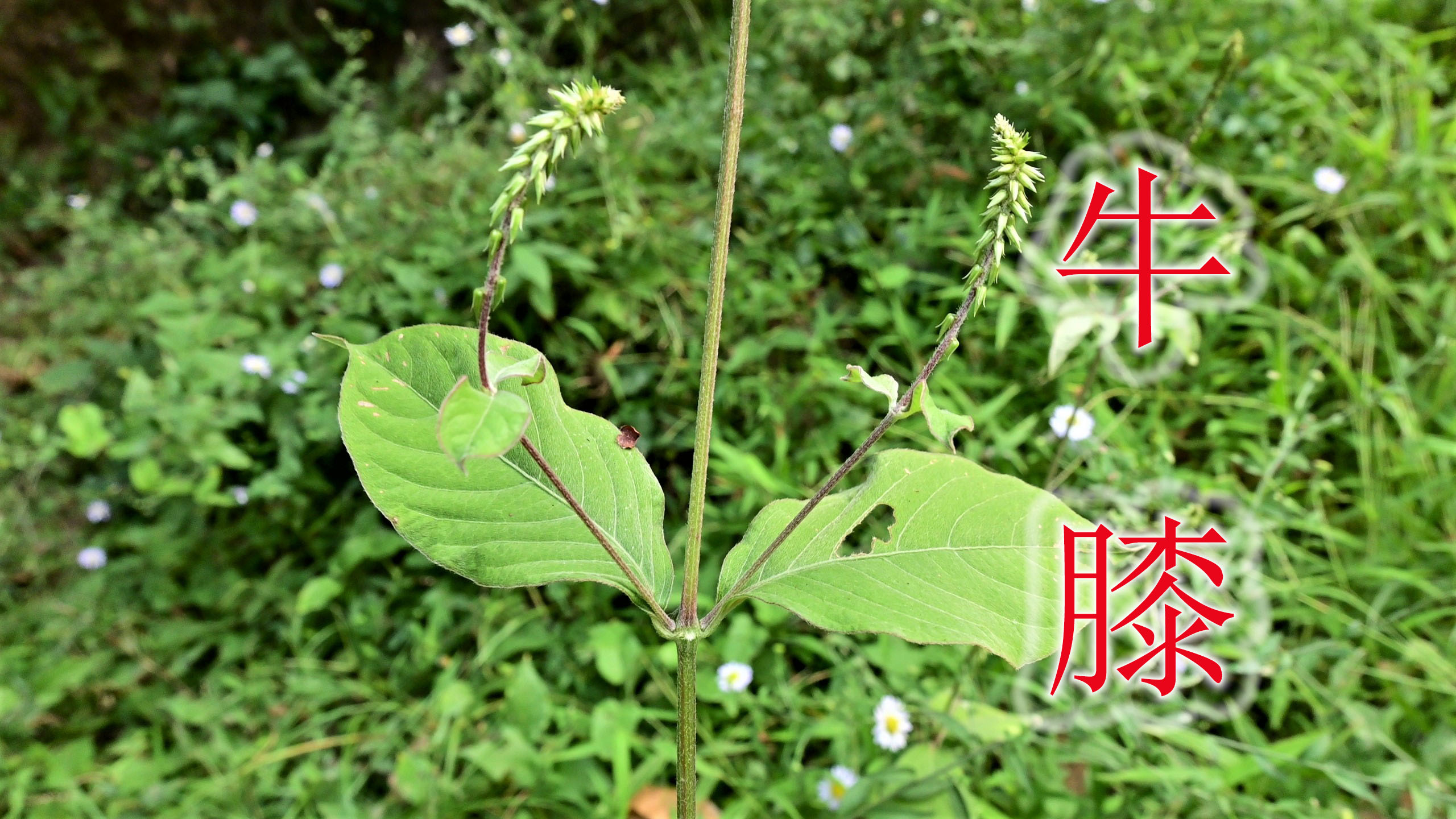 野草“牛膝”遇见认识吗？农村称为“腰膝草”，还是煲汤食材