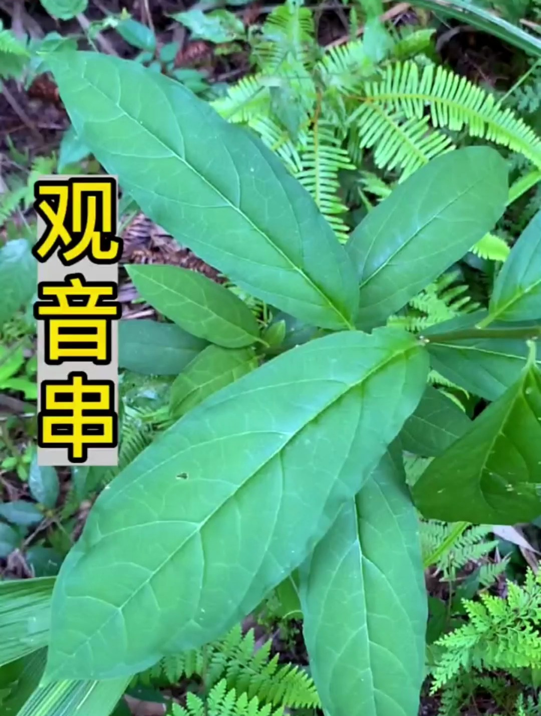 这个植物叫观音串,它有很多别名,你们那里叫什么呢?-度小视