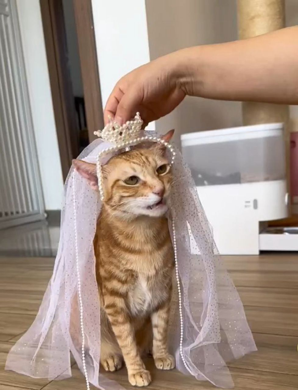 给猫咪举行一场婚礼