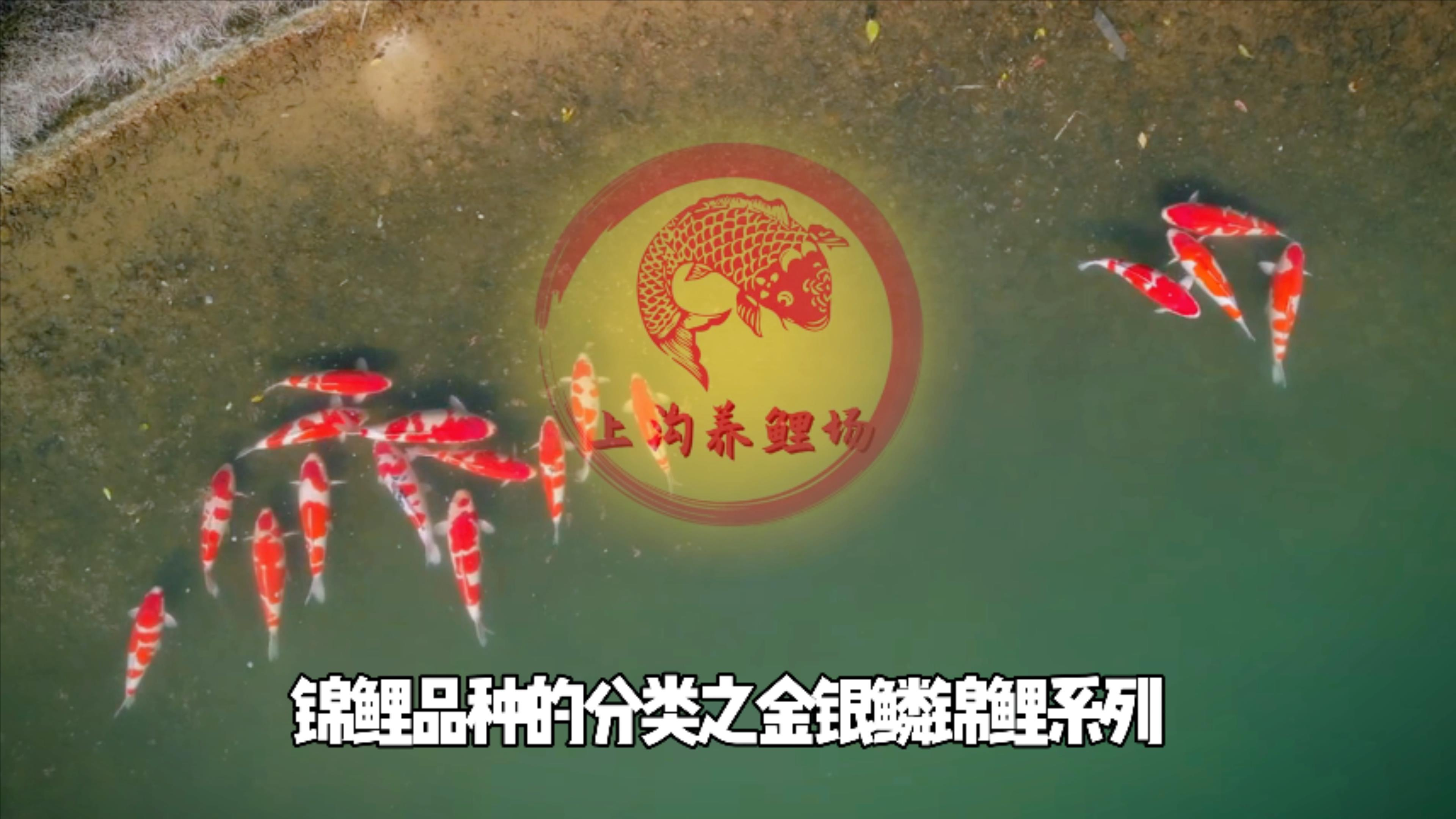 金银鳞锦鲤系列的种类有哪些?场长说锦鲤品种分类之金银鳞锦鲤