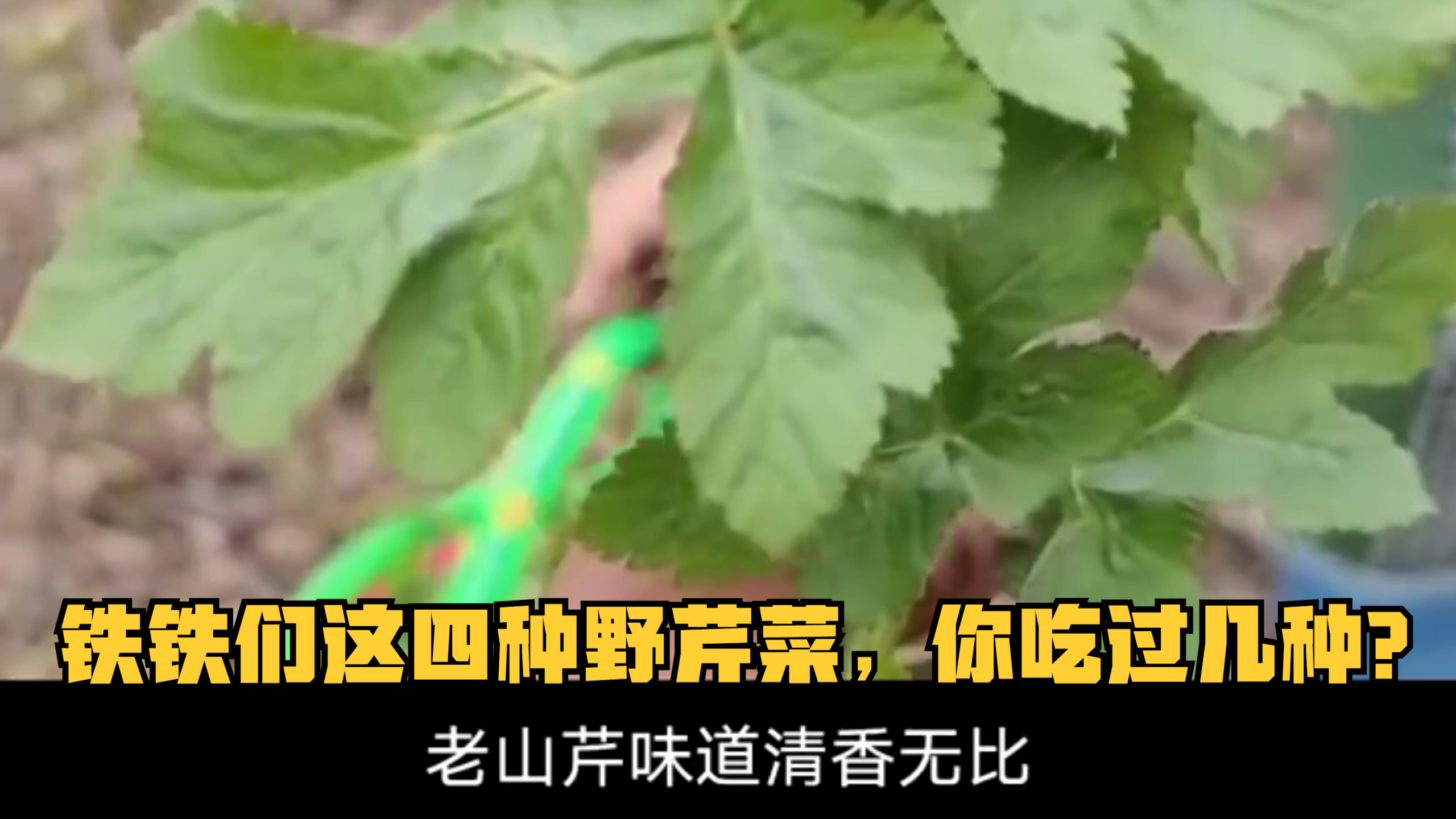 铁铁们这四种野芹菜,你吃过几种?