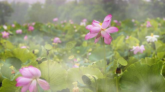 [图]飞翔小视频｜雨中赏荷