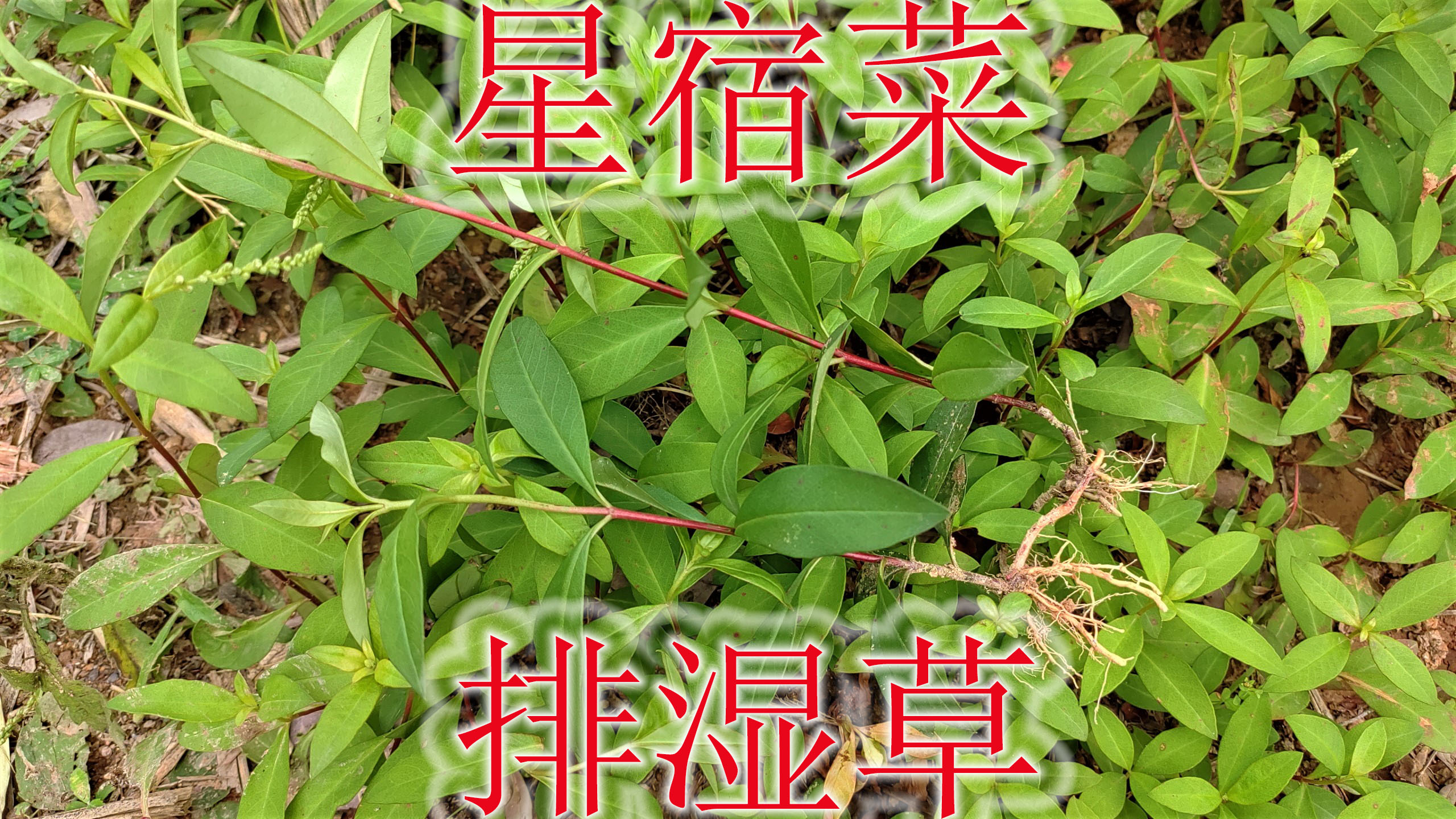 农村户外植物“星宿菜”,老人称为“排湿草”,可别当害草除