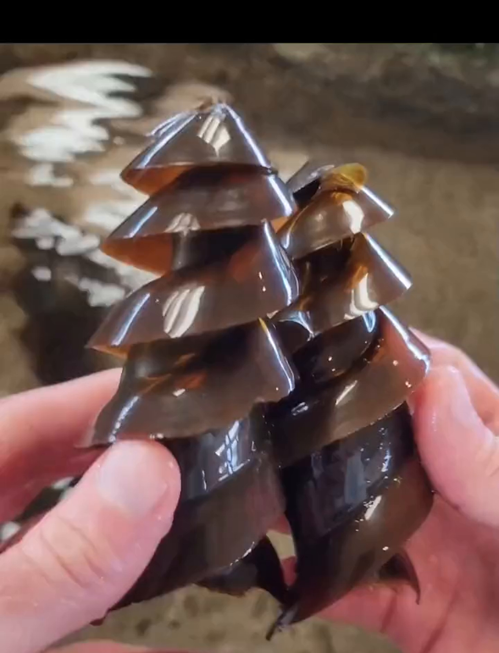 像钻头一样的鲨鱼蛋,能牢牢卡在石头缝里!