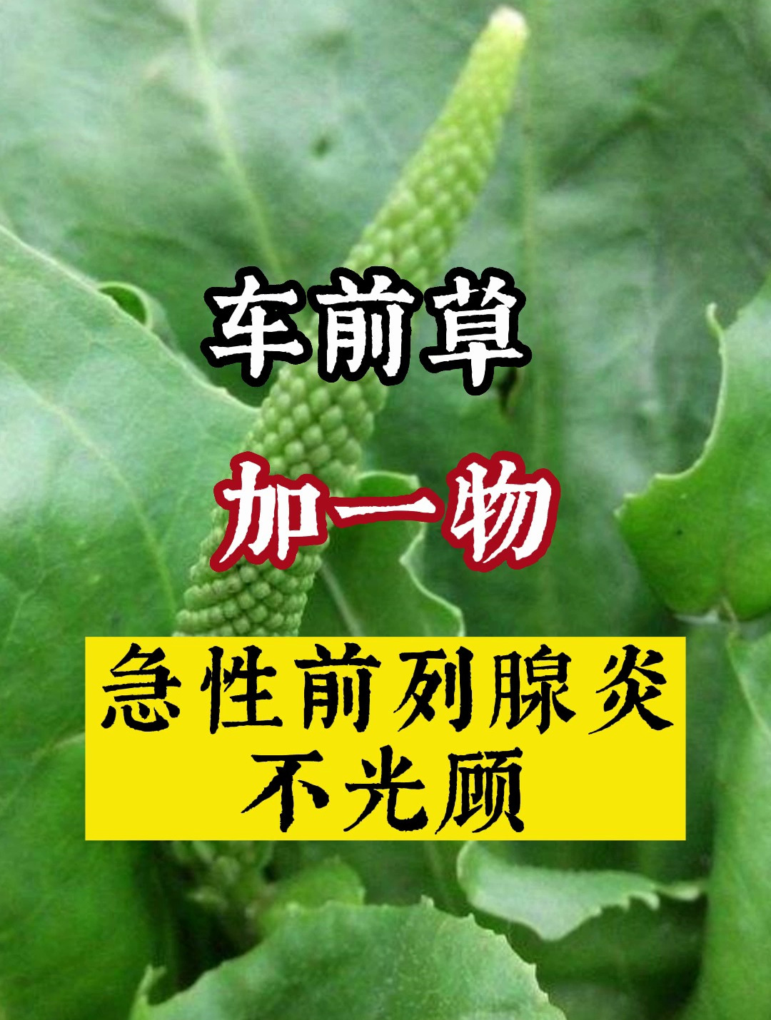 车前草加一物,对付急性前列腺炎不迷路