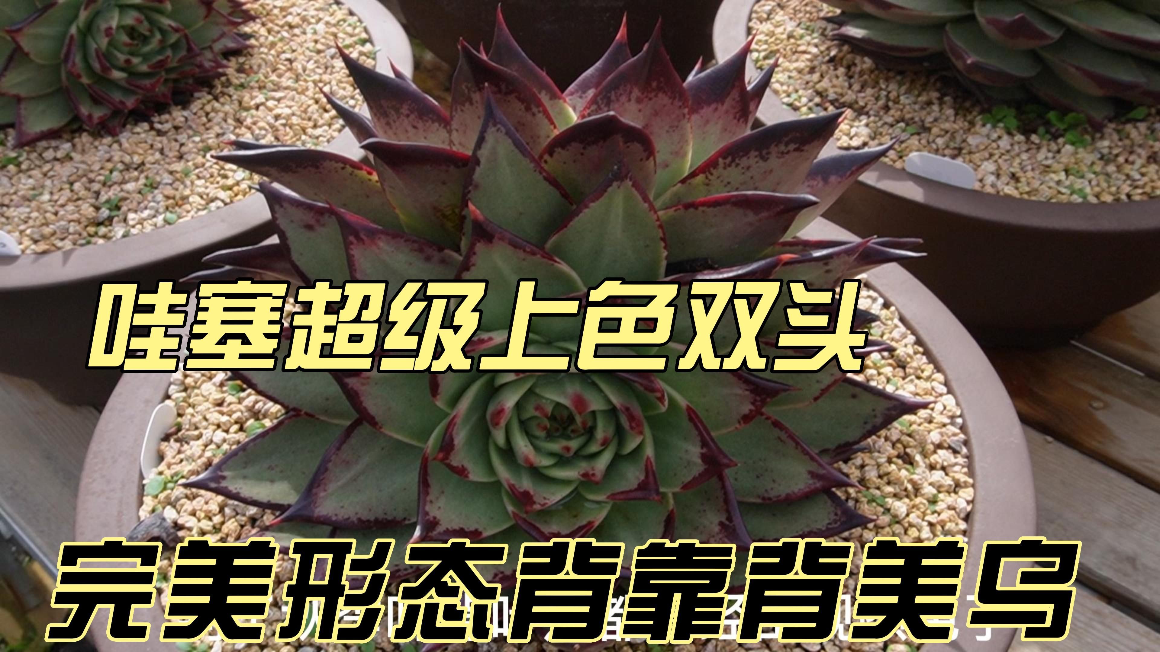 多肉乌木哇塞完美双头背靠背。不来看看?