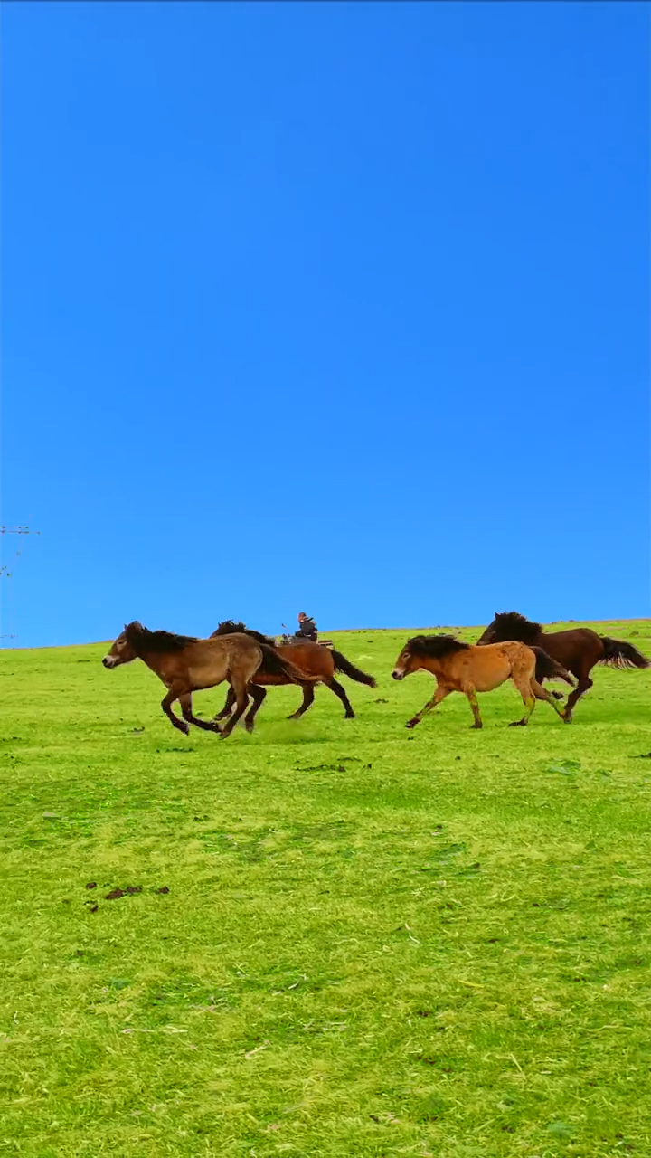 天空蔚蓝,骏马奔驰在辽阔的草原上