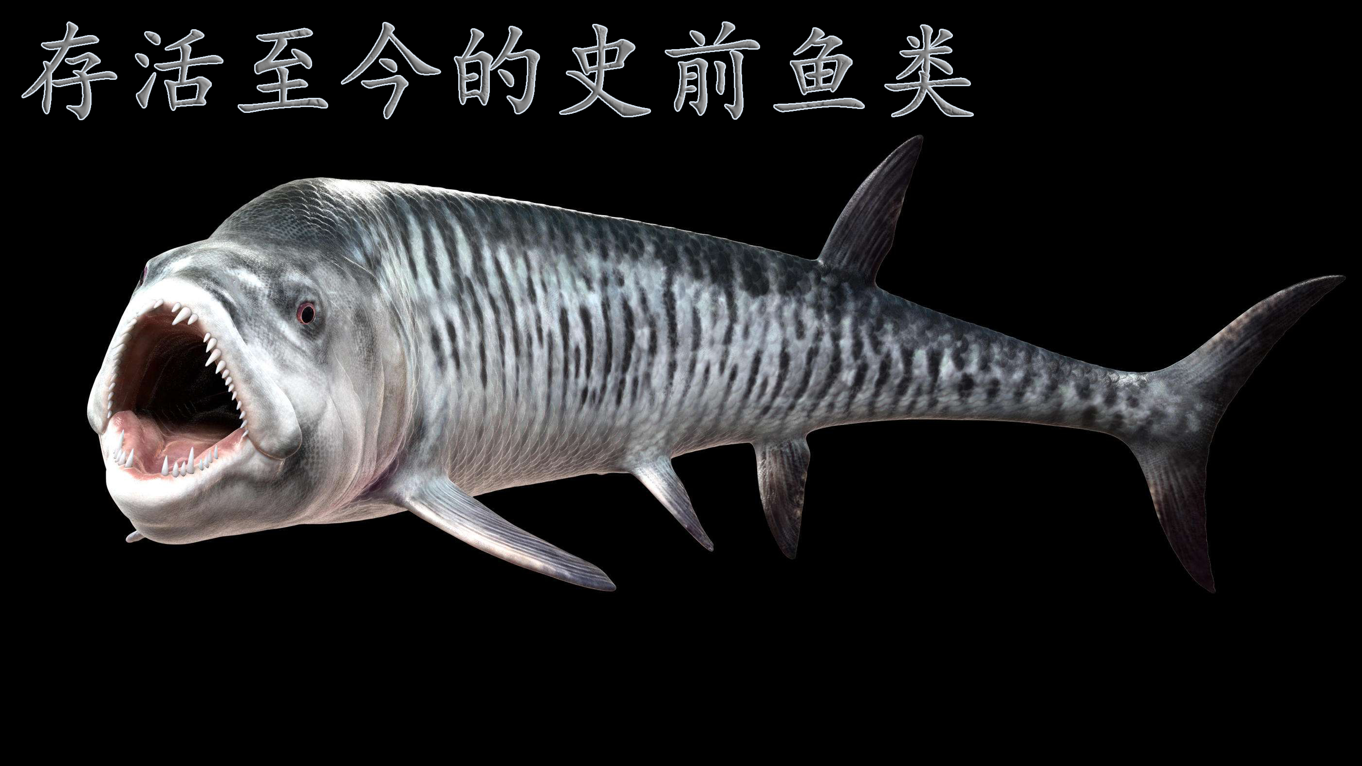 史前存货的鱼类,白垩时期存活至今,鲟鱼原来和恐龙共存过