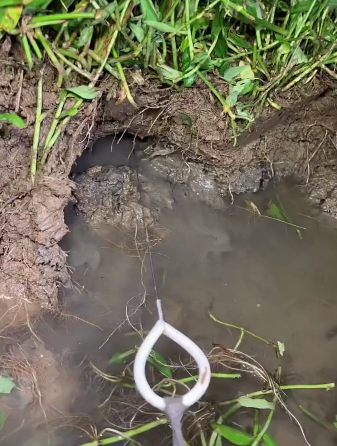 与表哥夜晚外出钓黄鳝,轻轻松松,最起码半斤左右