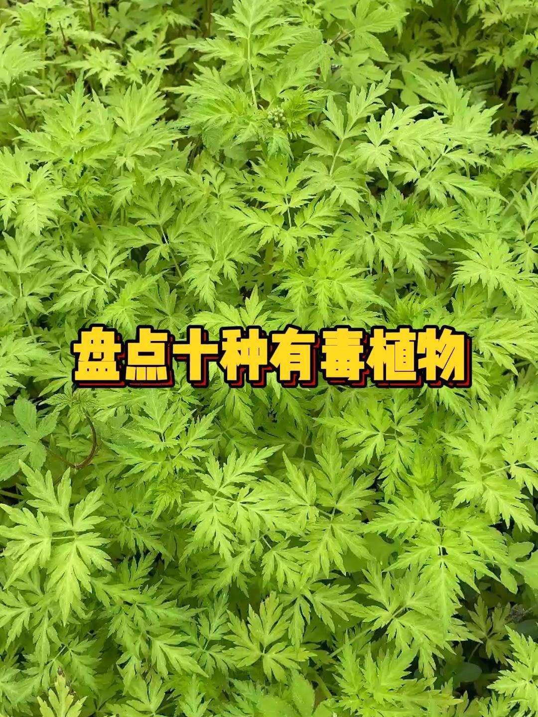 十大毒植物图片