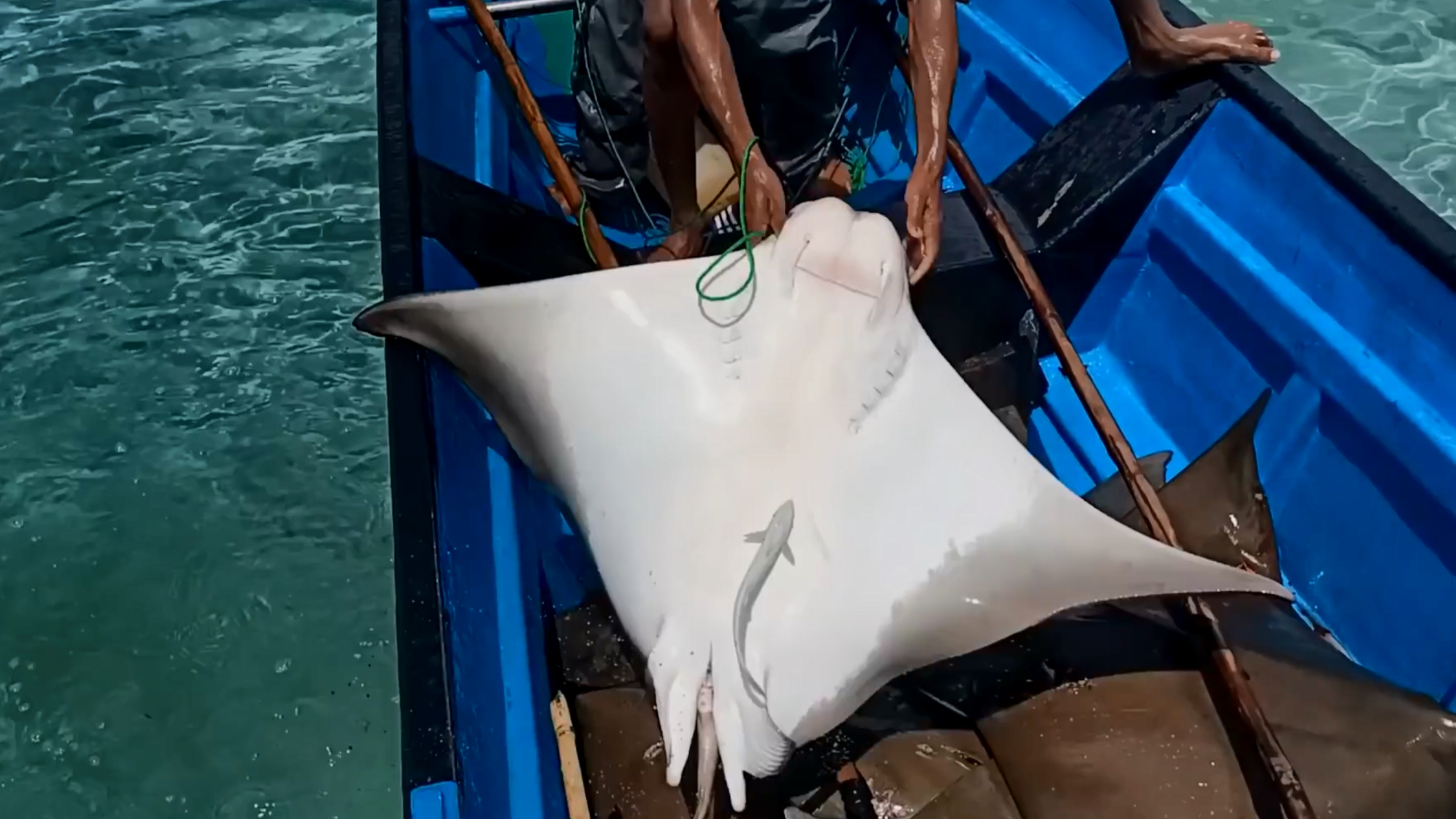 渔民利用鱼叉来捕捉二十斤重黄貂鱼,还将鱼肉制作成美味的肉干