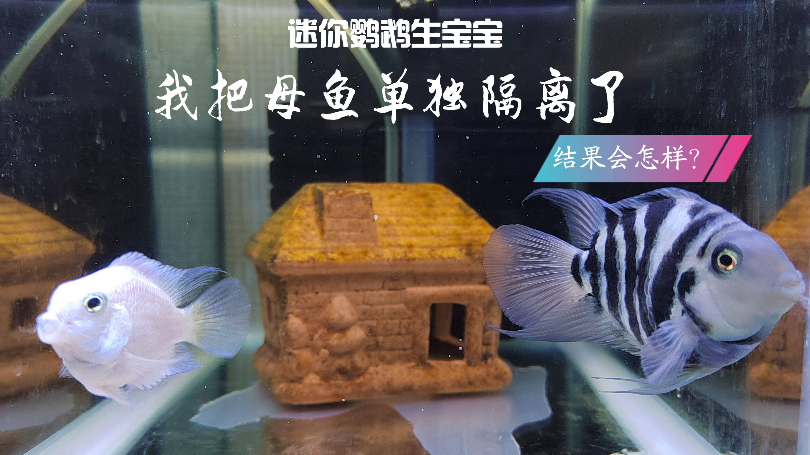 迷你鹦鹉鱼要生了,我把母鱼隔离了?