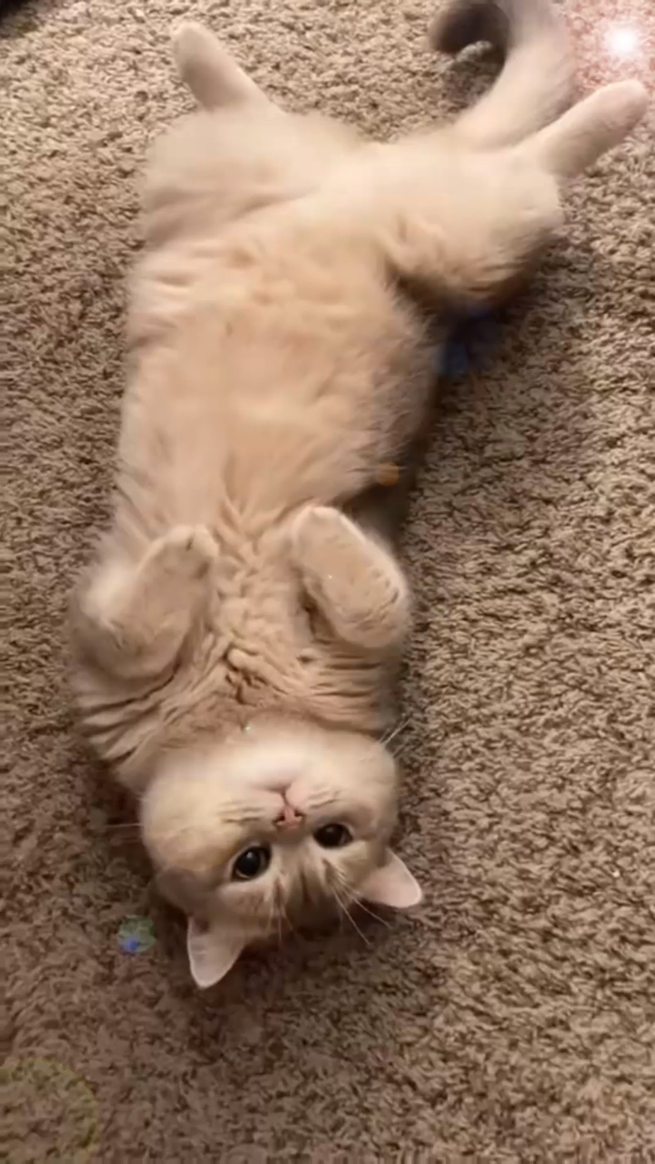 萌宠:到底是什么样的小猫咪连起床伸懒腰都要卖萌啊啊啊!