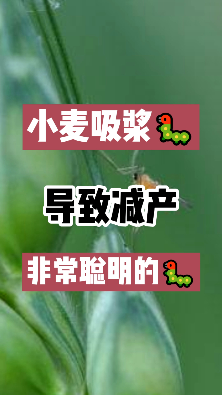 小麦吸浆虫怎么防,小麦病虫害如何高效防治?一招教你解决