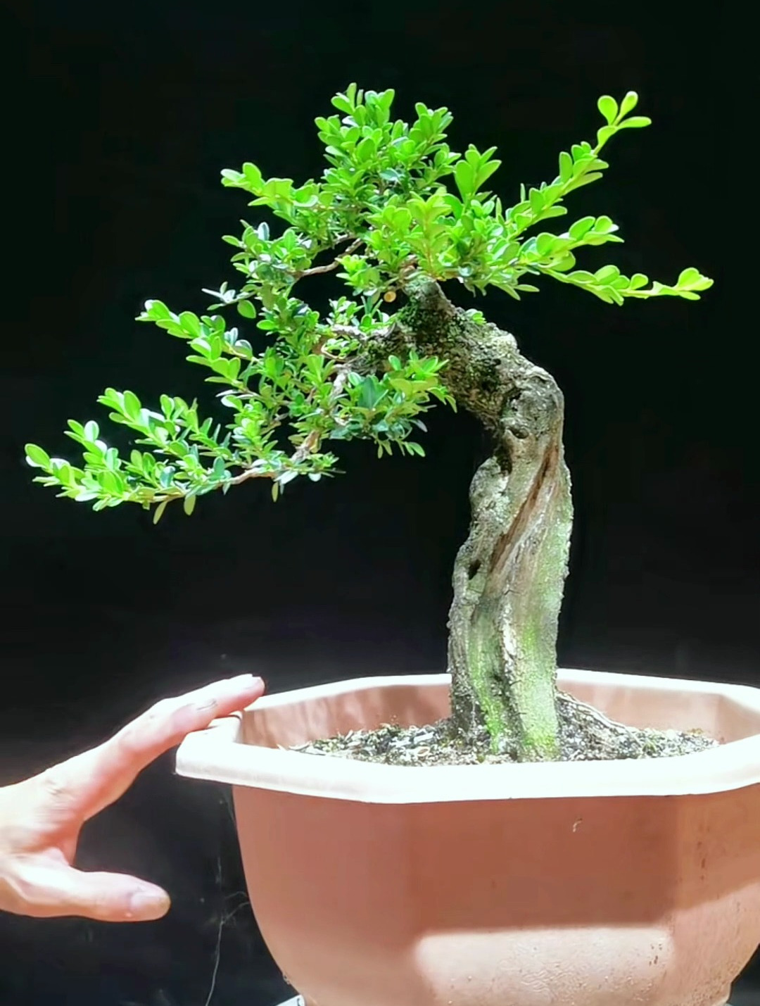 教你一招,新手都可以学会的黄杨修剪方法,学不会的来找我!-度小视