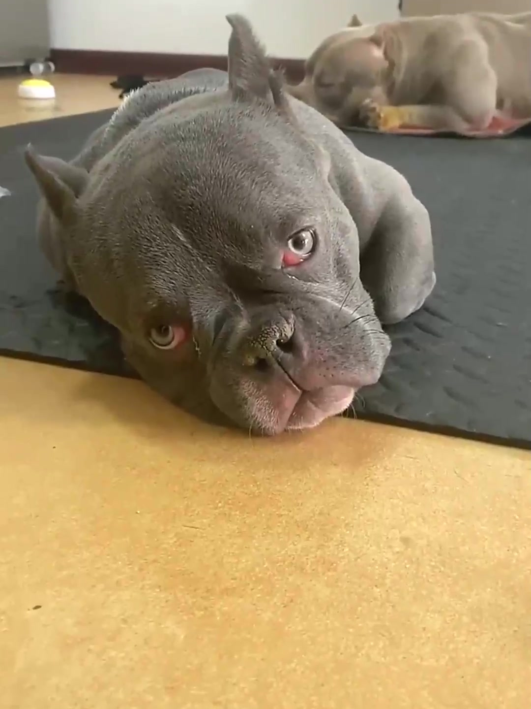 家中的欢乐源泉:狗狗的滑稽动作和搞笑表情集锦