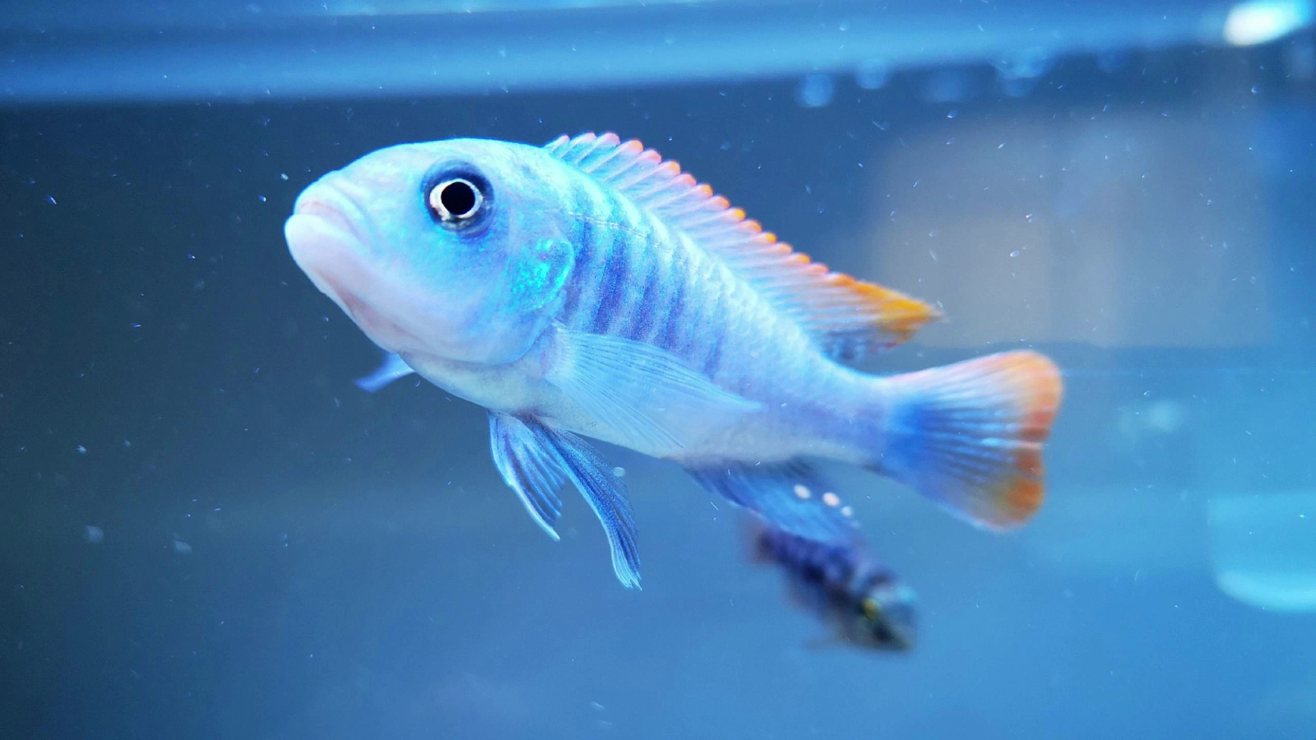 水族市场上最受欢迎的10种入门观赏鱼(八)