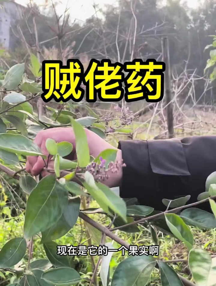 贼佬药,你们家乡有这株植物吗