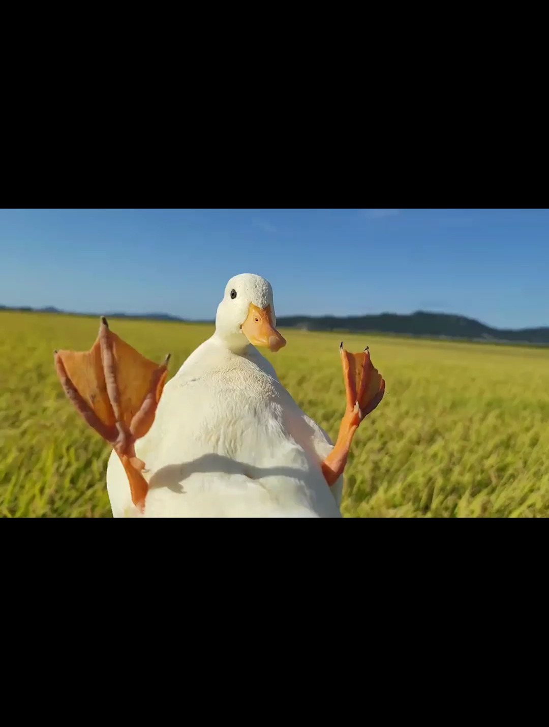 史上最贵的鸭子是如何练成的