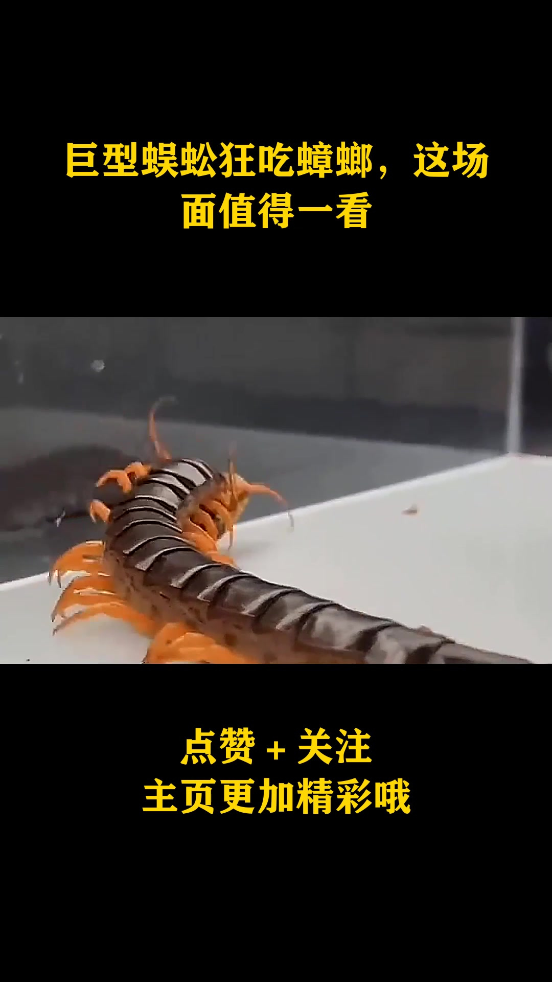 巨型蜈蚣狂吃蟑螂,这场面值得一看