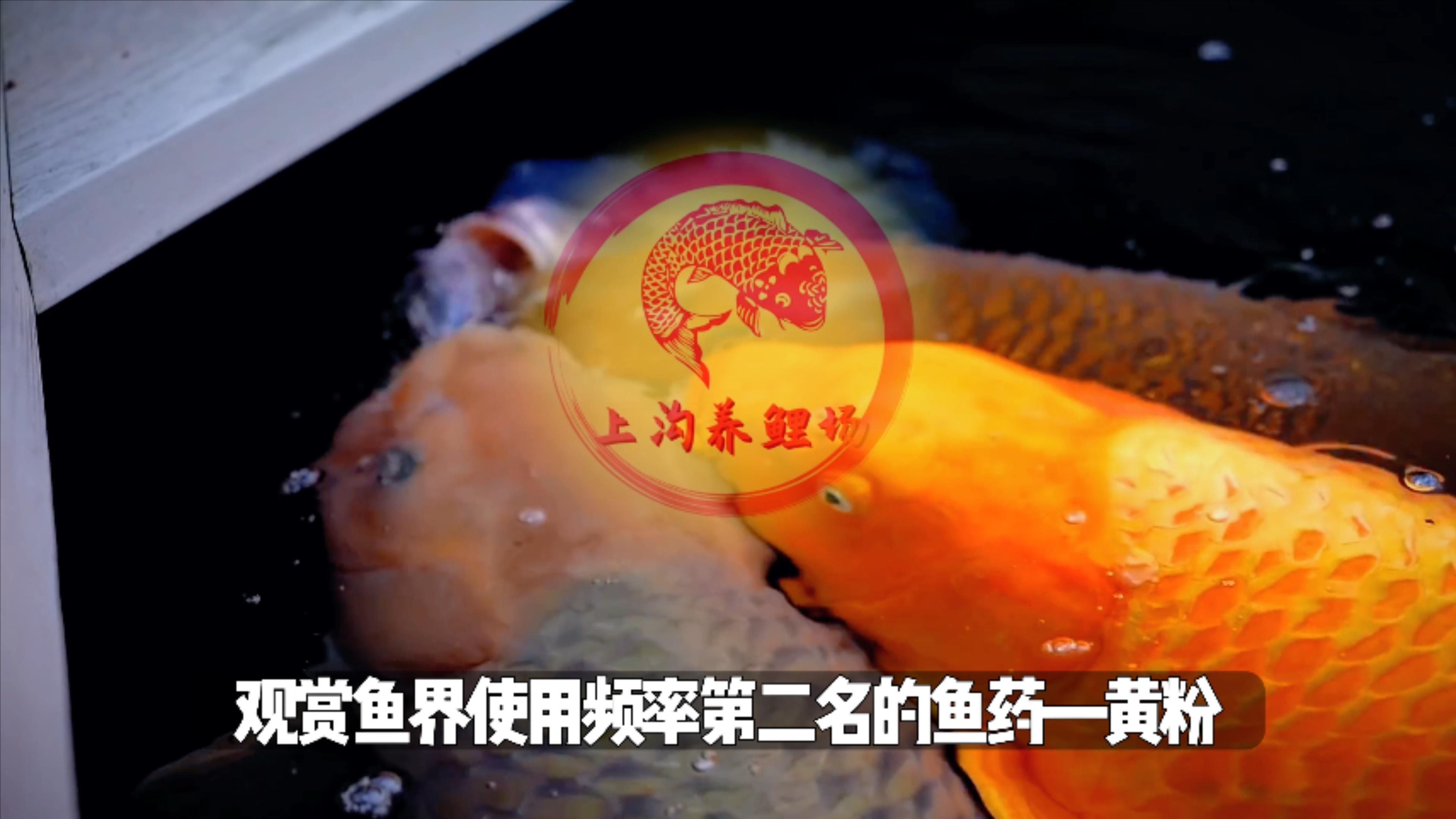 锦鲤使用频率排名第二的鱼药—黄粉使用方法和注意事项