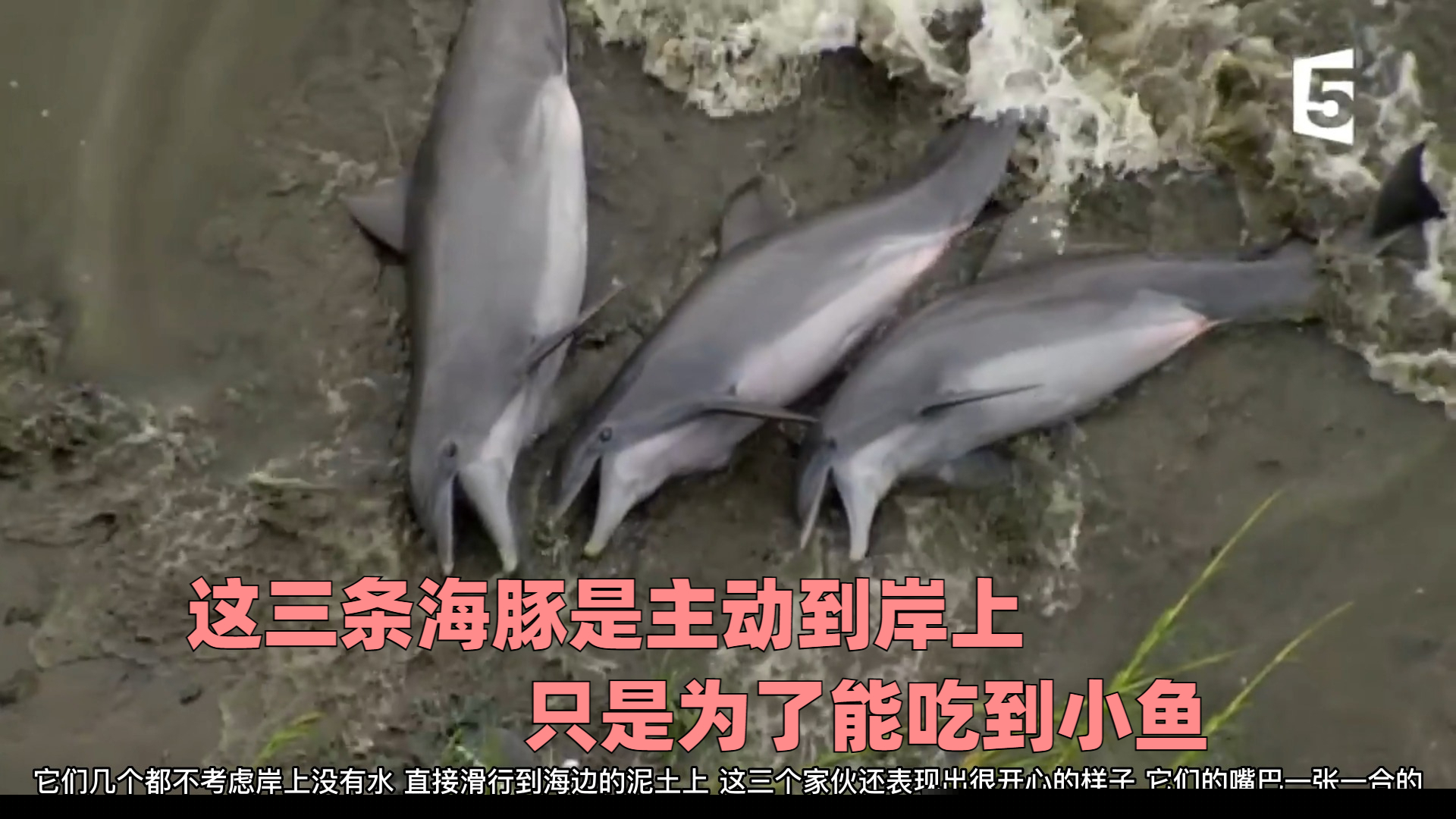 海豚把鱼赶到岸上吃掉,岸上的鸟儿则是等着吃现成的,一举两得