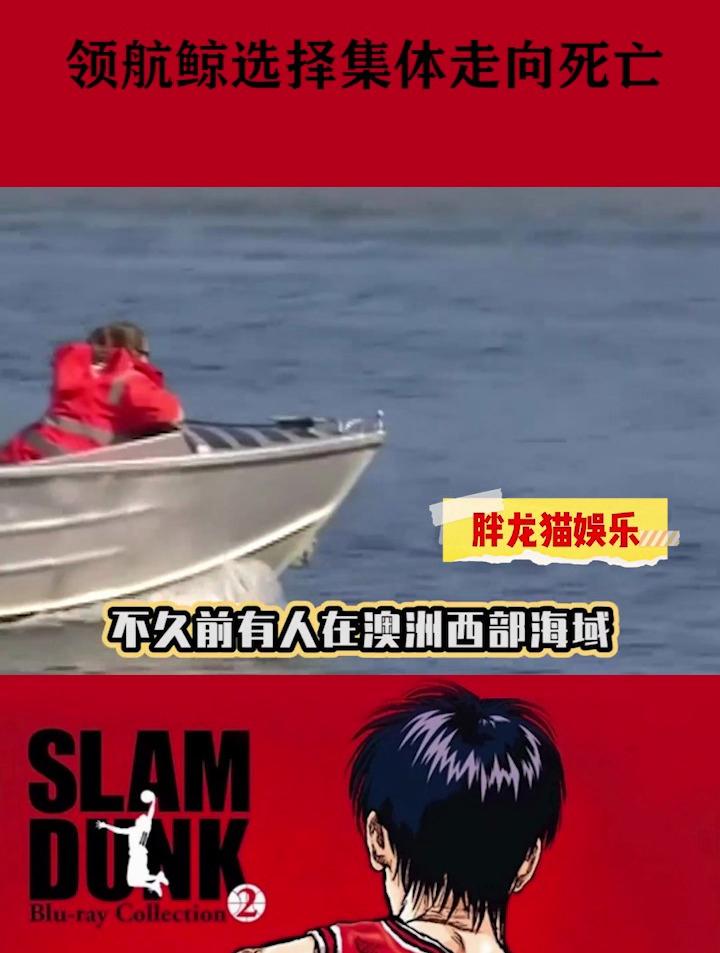 或许是迷失了方向!或许是海洋污染!