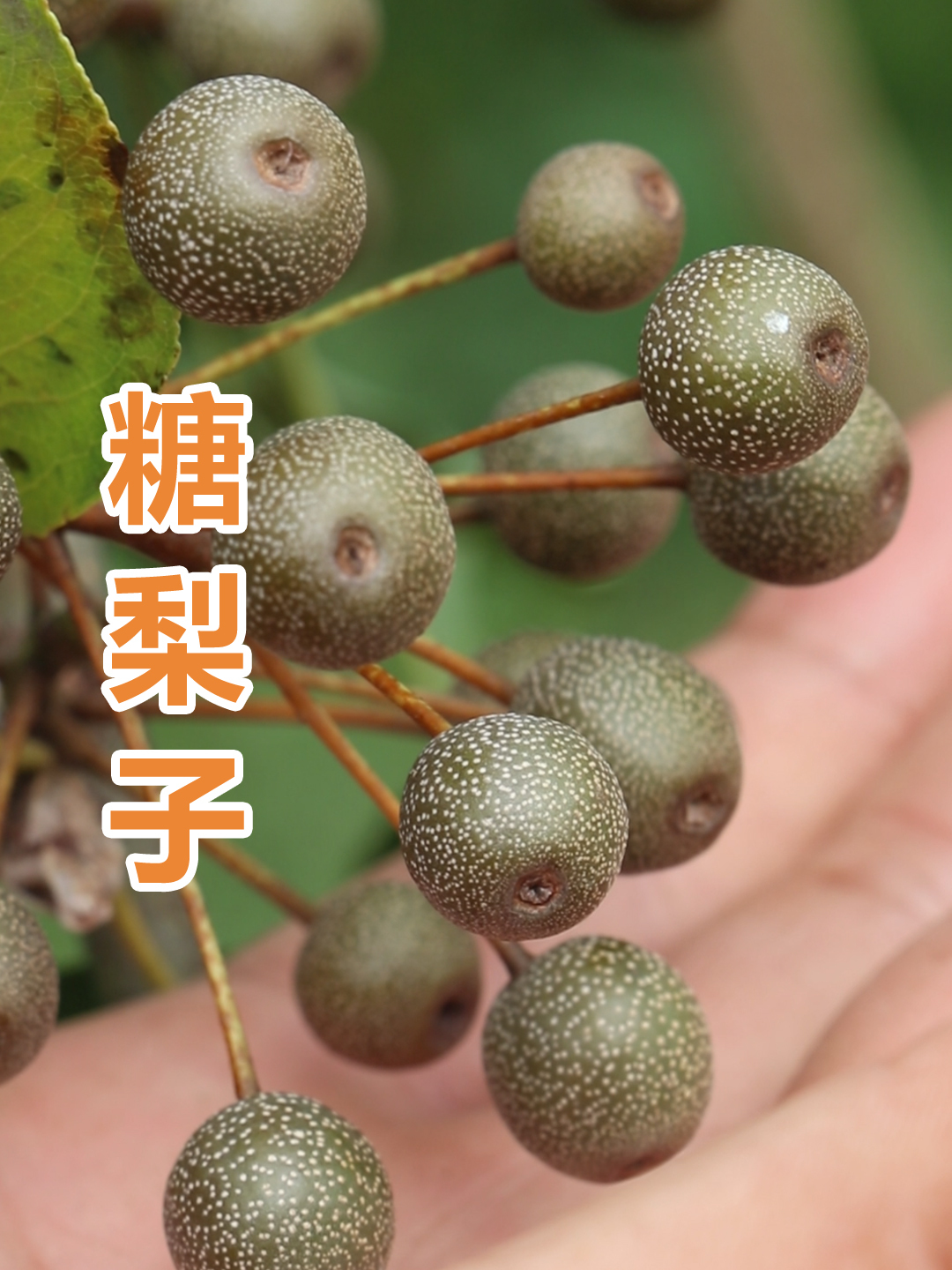 梨子的祖先你有吃过吗?糖梨子又叫杜梨,吃过它的人都念念不忘