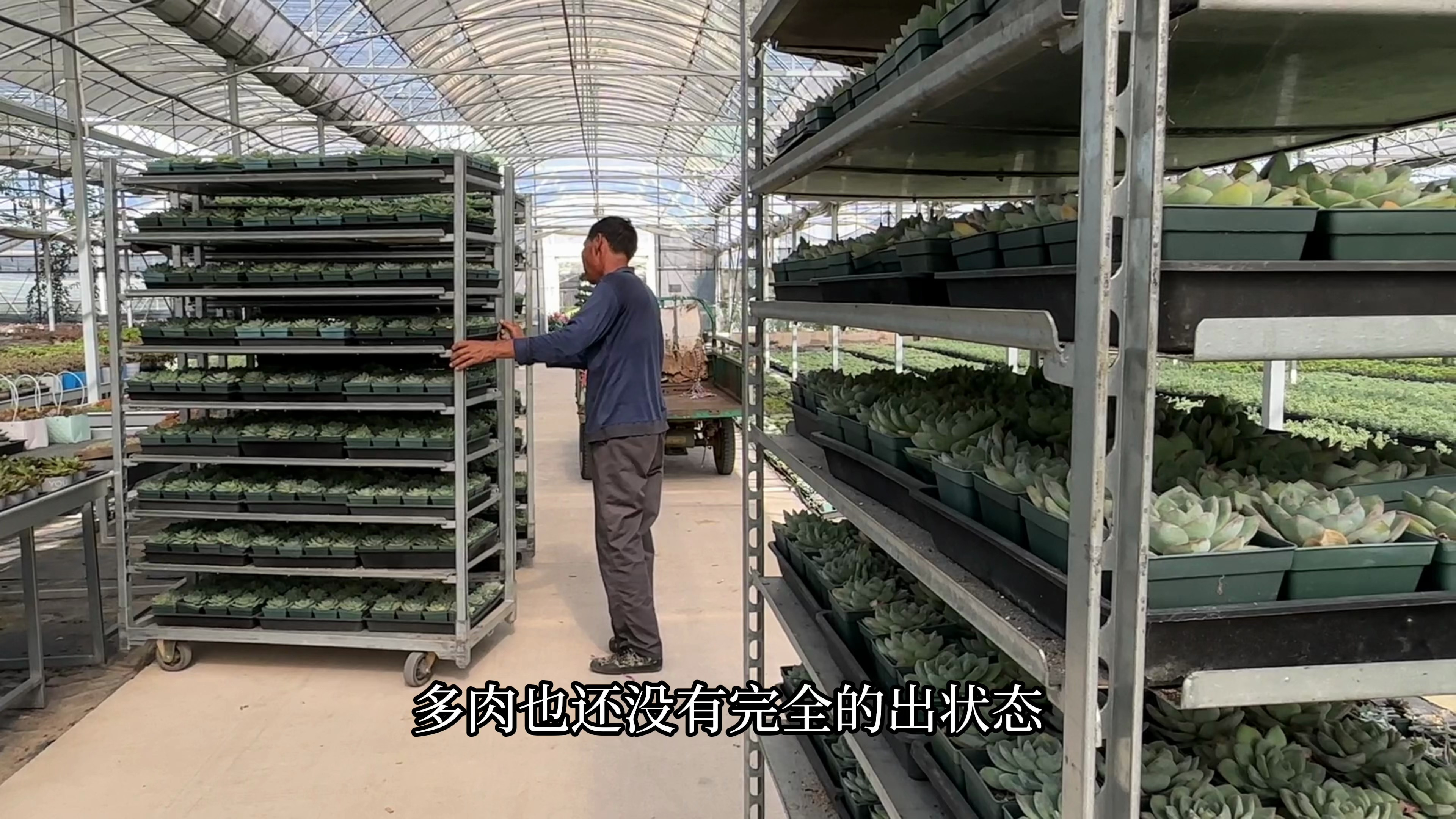 30几度的高温天,多肉大棚里正在忙着发货,看看都是些什么多肉