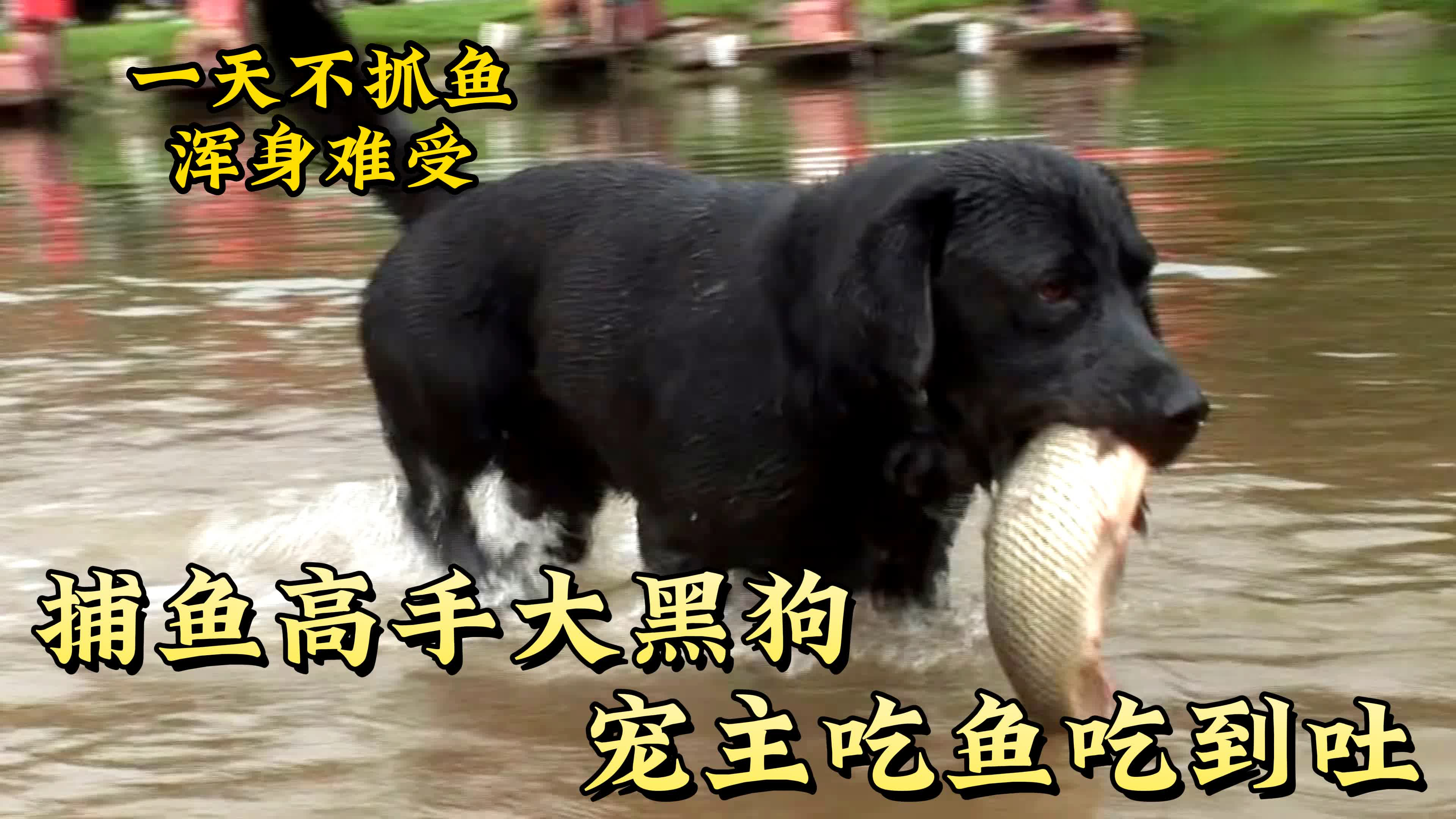 黑狗痴迷上抓鱼,主人天天吃鱼吃到吐,钓鱼客和爱吃鱼的都沉默了