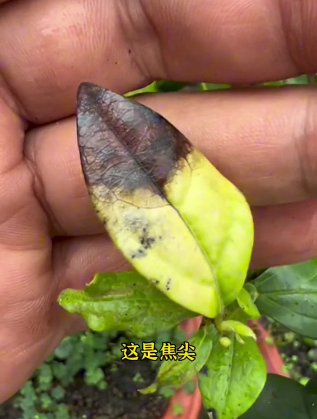 想要养好金弹子,一定要认识这几种病害!